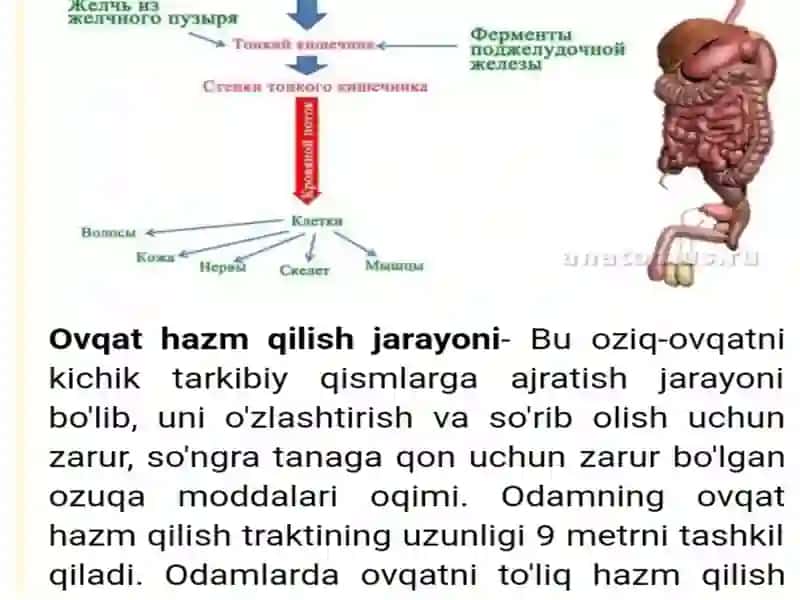 Ovqat hazm qilish organlarining tuzilishi 3