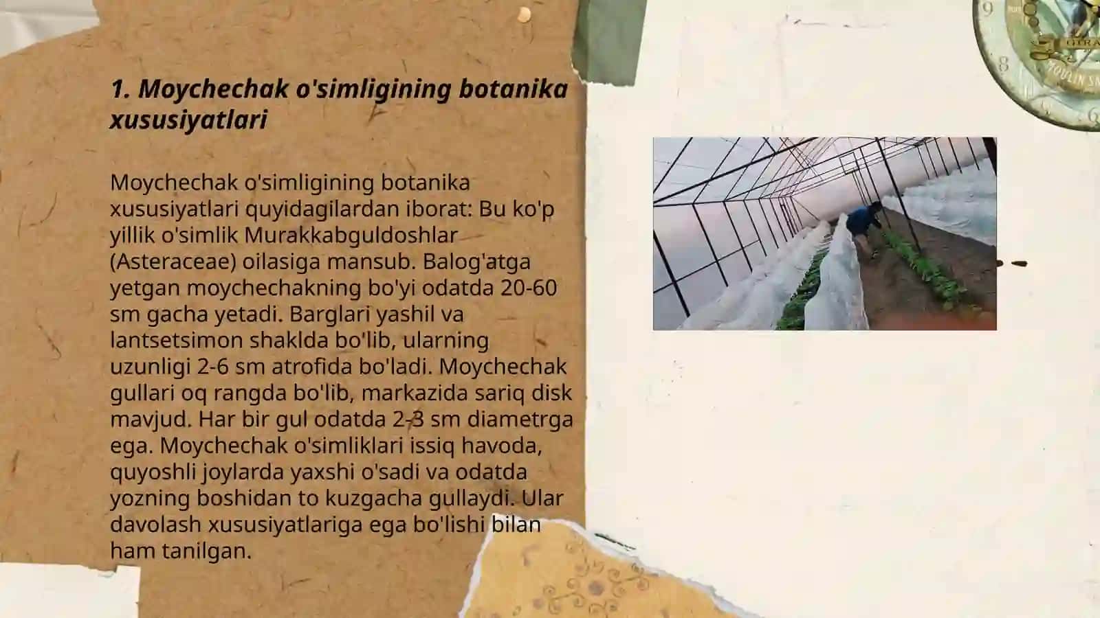 Moychechak o'simligining botanik tavsifi va yetishtirish texnologiyasi 3