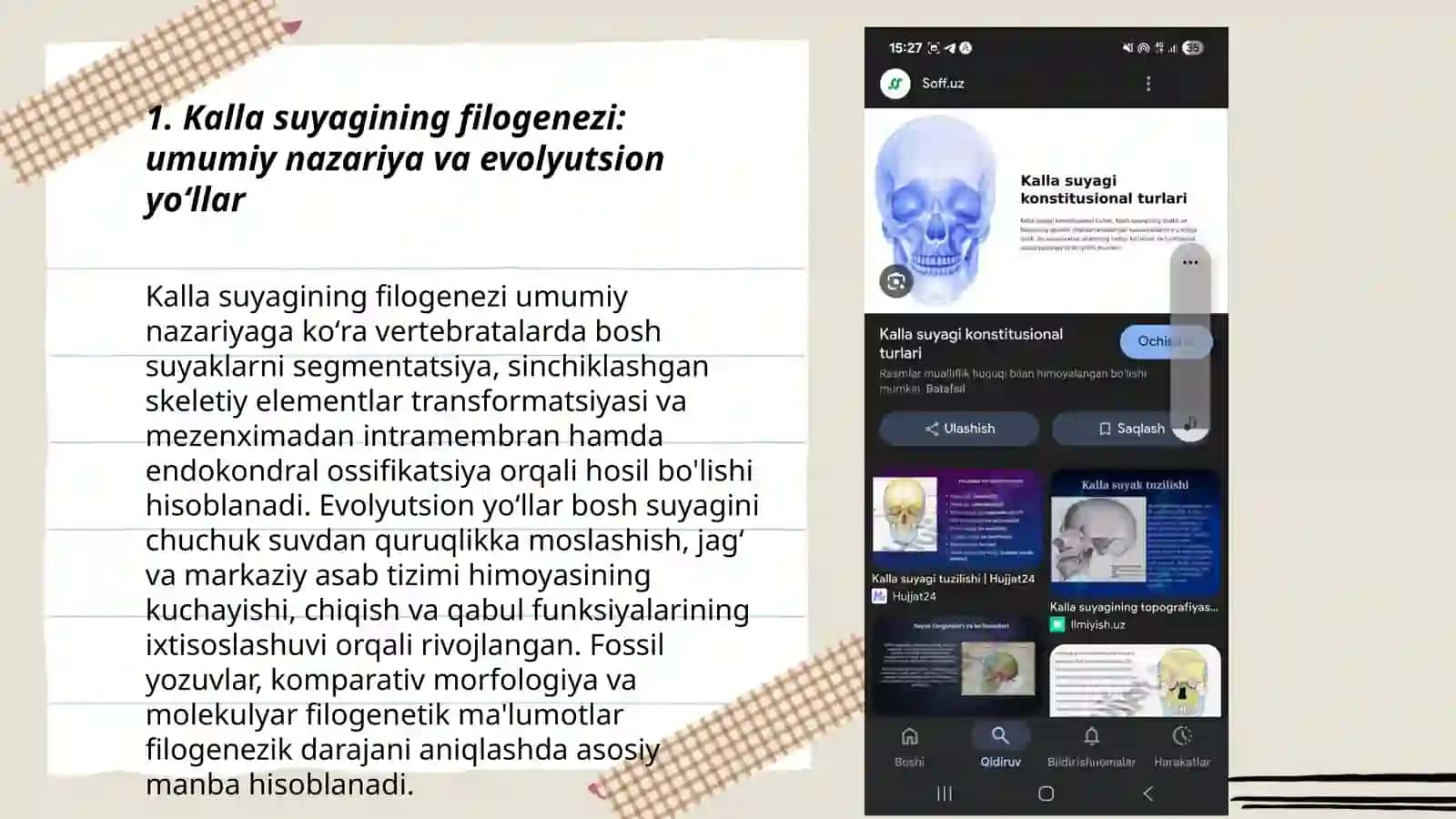 Kalla suyagi fiogenez va ontogenezi 3