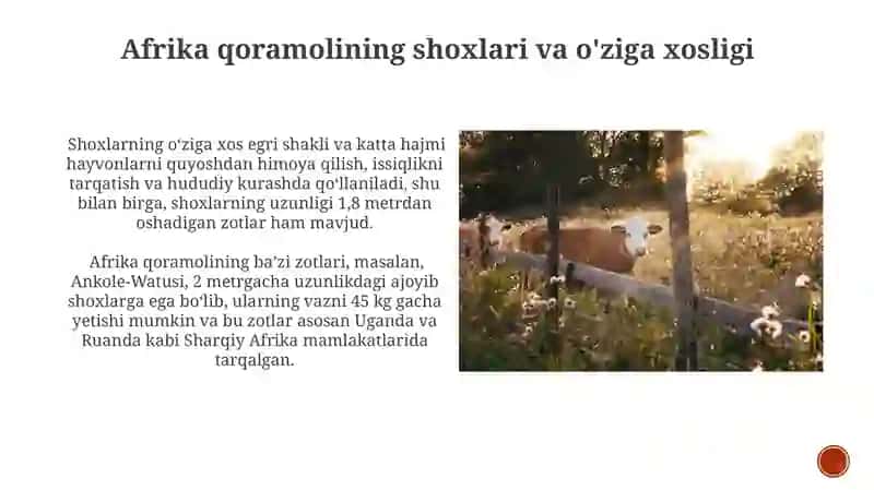 Yirik shoxli qoramollarning sut yoʻnalishidagi zotlari 3