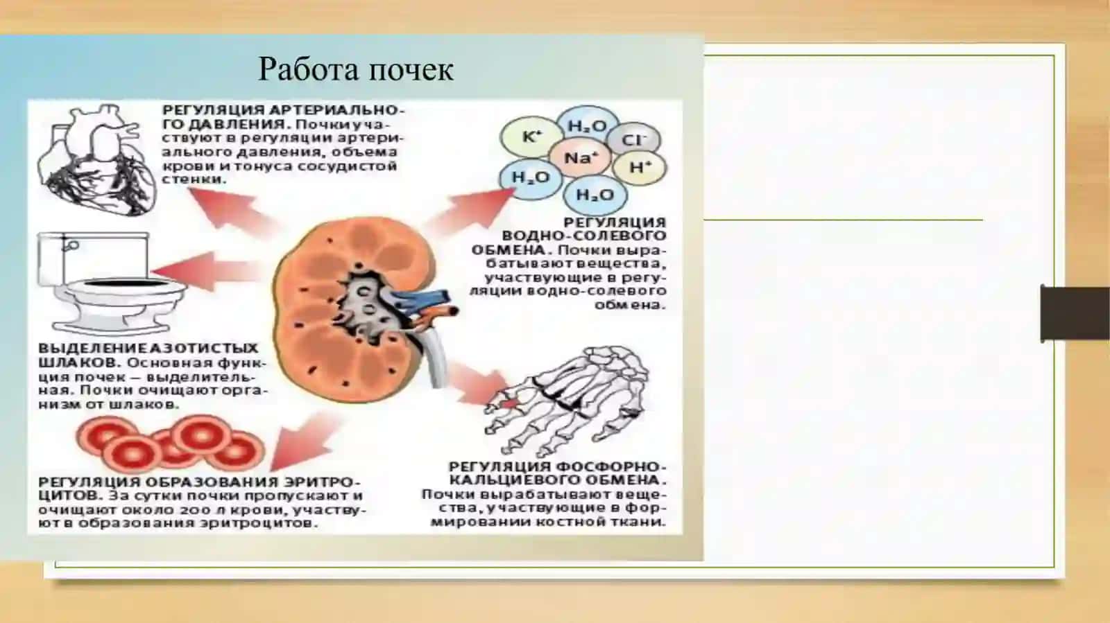 ГЛОМЕРУЛОНЕФРИТЛАР 3