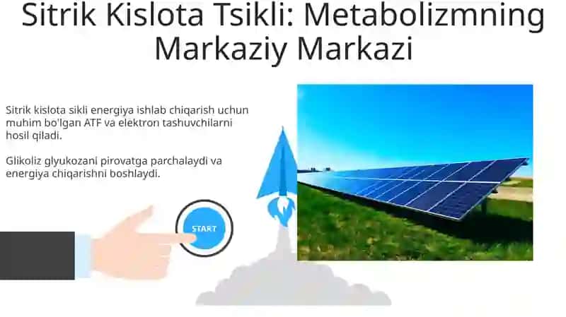 Energiya almashinuvi bosqıchlari 3