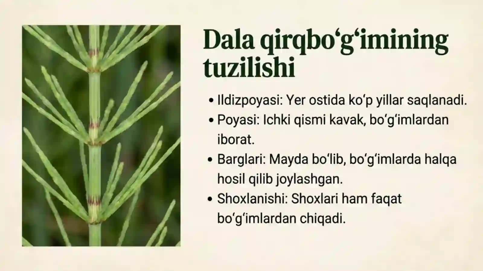 Qirqbo'g'imlar bo'limi 3