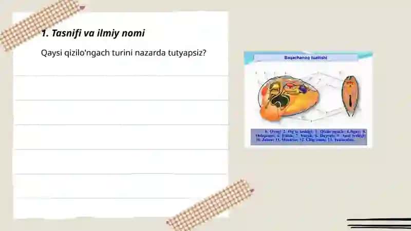 Qizilo'ngach 3