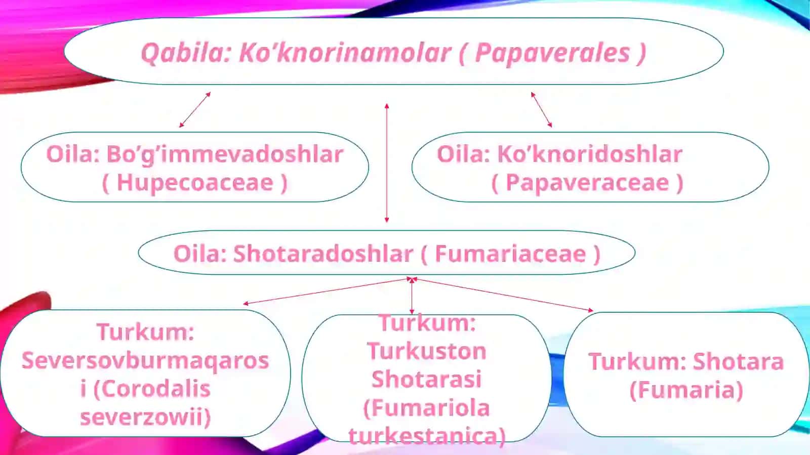 Shotaradoshlar oilasi (fumariaceae) 3