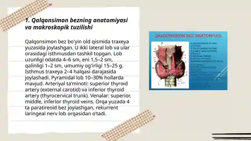 Qalqonsimon bez va uning garmonlari 3