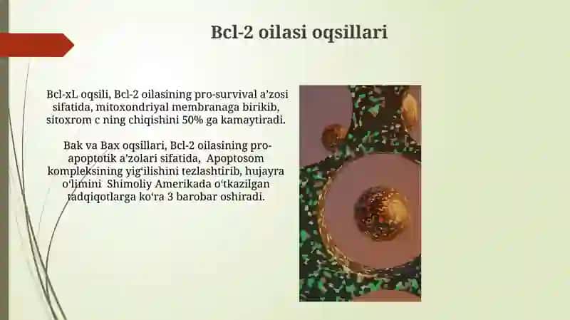 Hujayra apoptozi va uning biologik ahamiyati jarayonining boshqariluvi 3