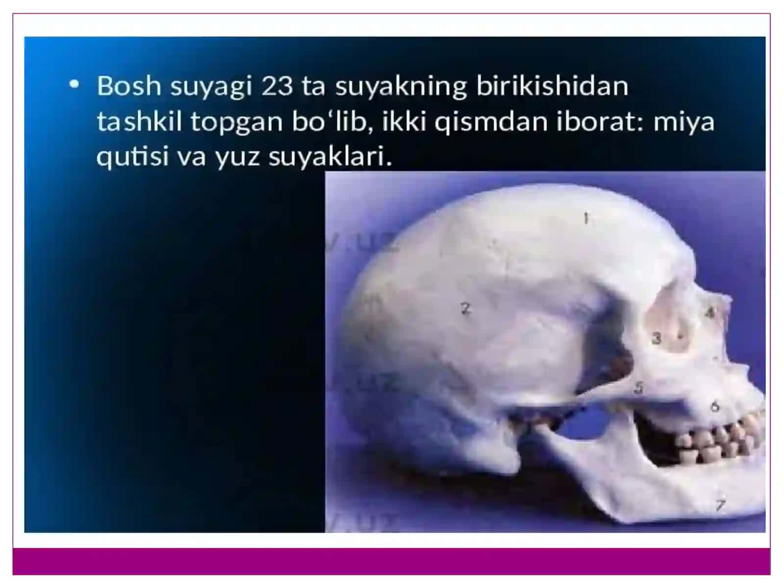 Kallaskeleti 3