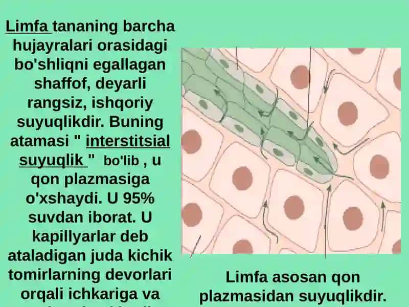 Limfa sistemasi 3