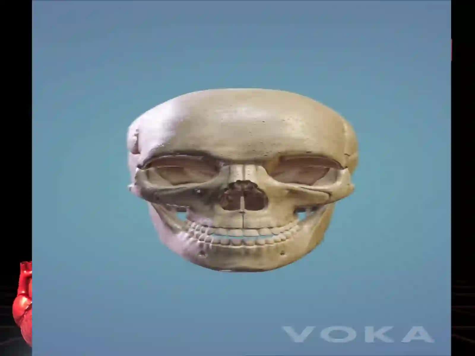 Osteologiya -tayanch harakat tizimi.  Bosh suyaklarining yuz va miya qismlari 3