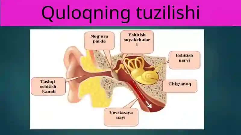 Eshitish organlarining tuzilishi, eshitish gigiyenasi 3