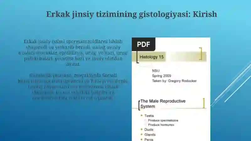 Erkaklar jinsiys sistemasining gistologiyasi 3