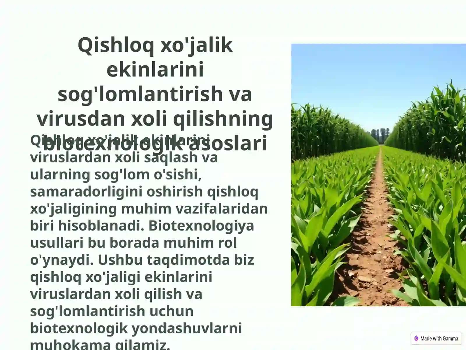 Qishloq xo‘jalik ekinlarini sog‘lomlantirish va virusdan xoli qilishning biotexnologik asoslari 3