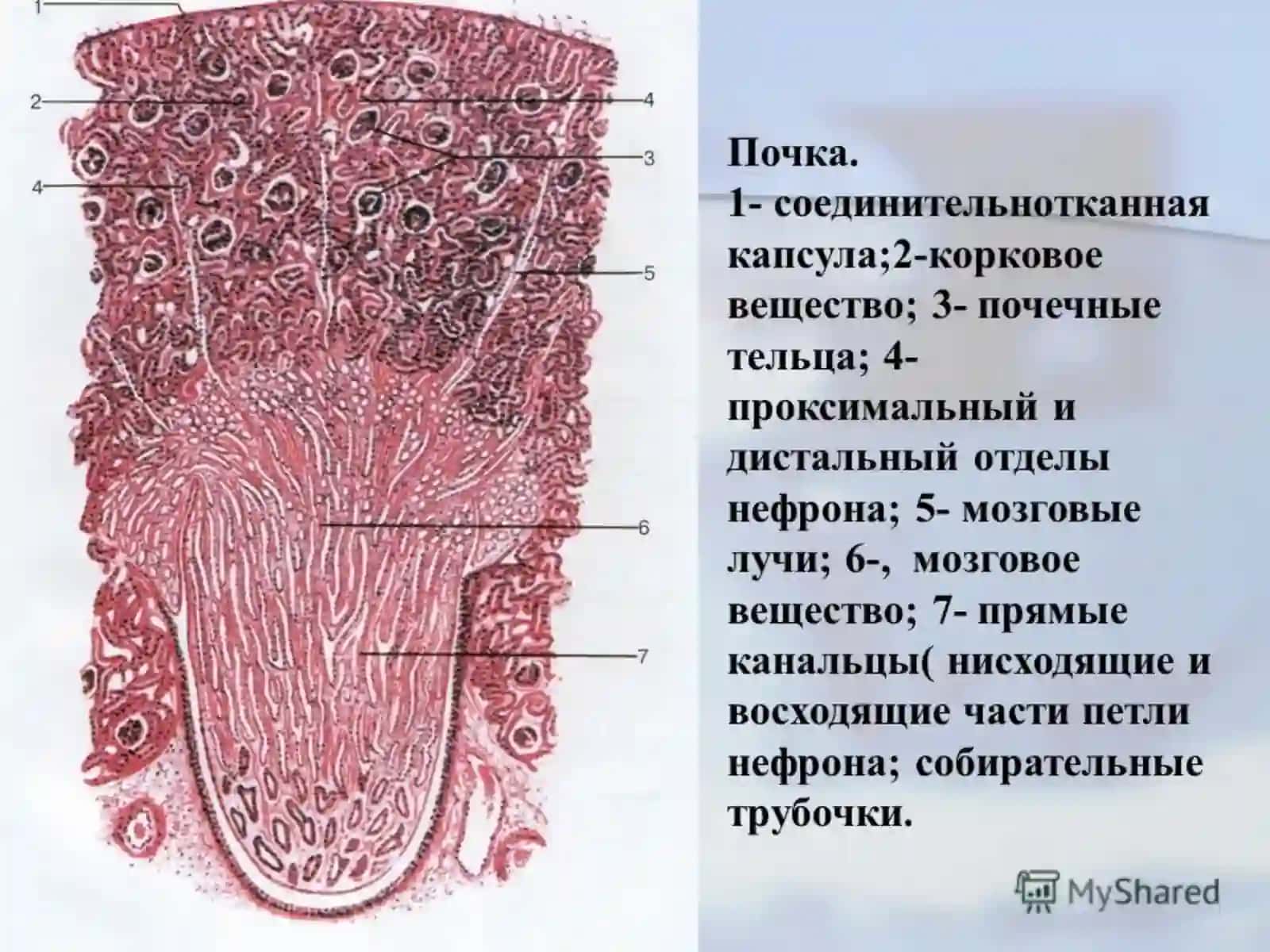 Сийдик айирув системаси. Эркаклар жинсий системаси 3