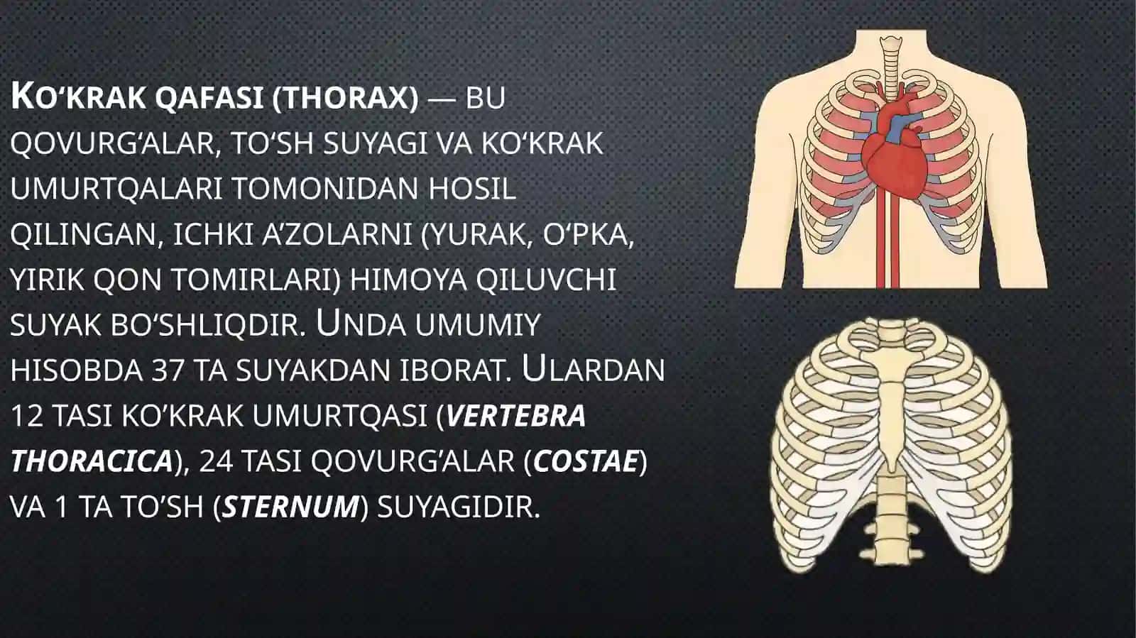 Qovurg'alar, to'sh suyagi va koʻkrak qafasi. Ularning yoshga doir xususiyatlari 3