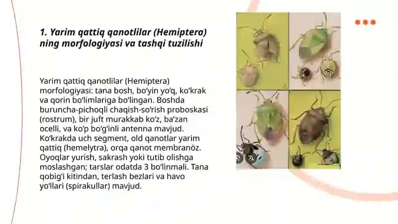 Yarim qattiq qanotlilar yoki qandalalar (Hemiptera) turkumi 3