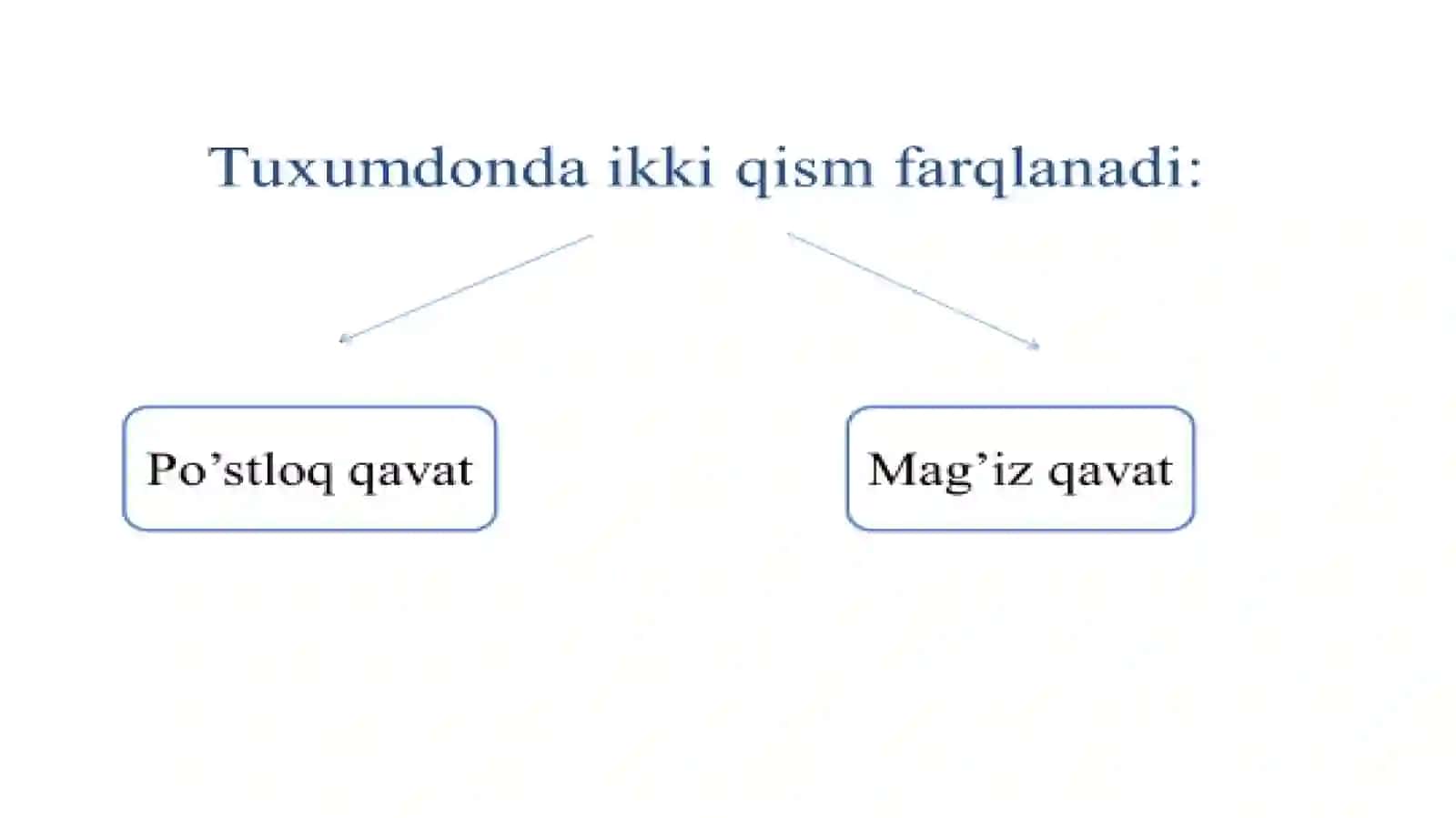 Tuxumhujayralarningtuzilishivaovogenez 3