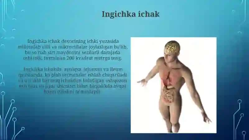 Ovqat hazm qilish organlari 3