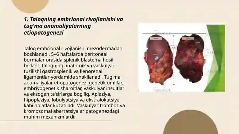 Taloqning tug’ma anomaliyalari va o’smalari. Timusning rivojlanish buzilishlari 3