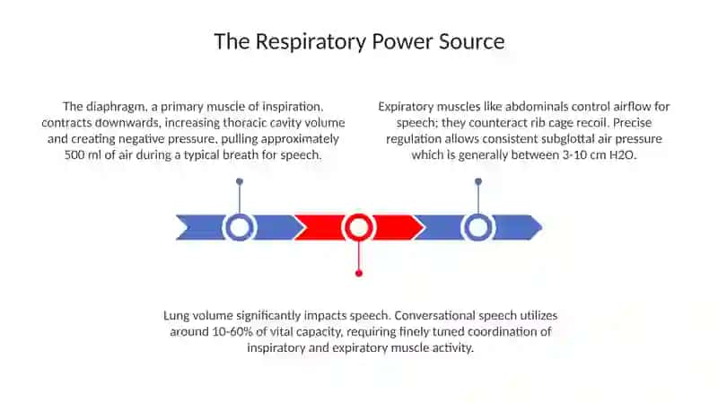 The organs of speech 3