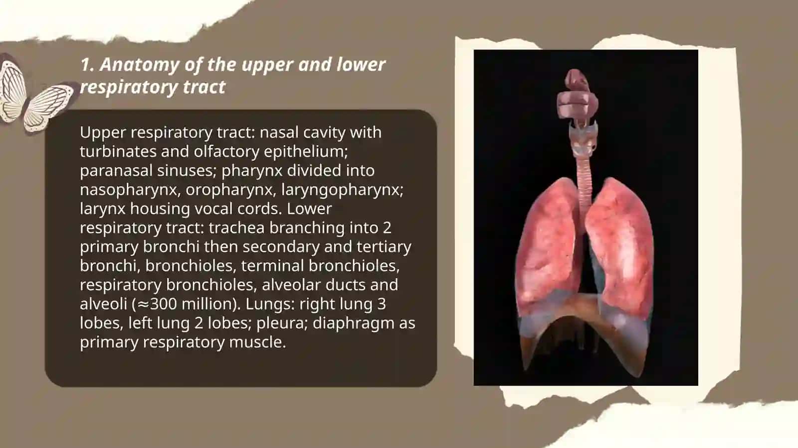Respiratory system 3