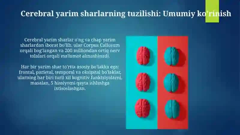 Serebral yarim sharlar tuzilishi 3