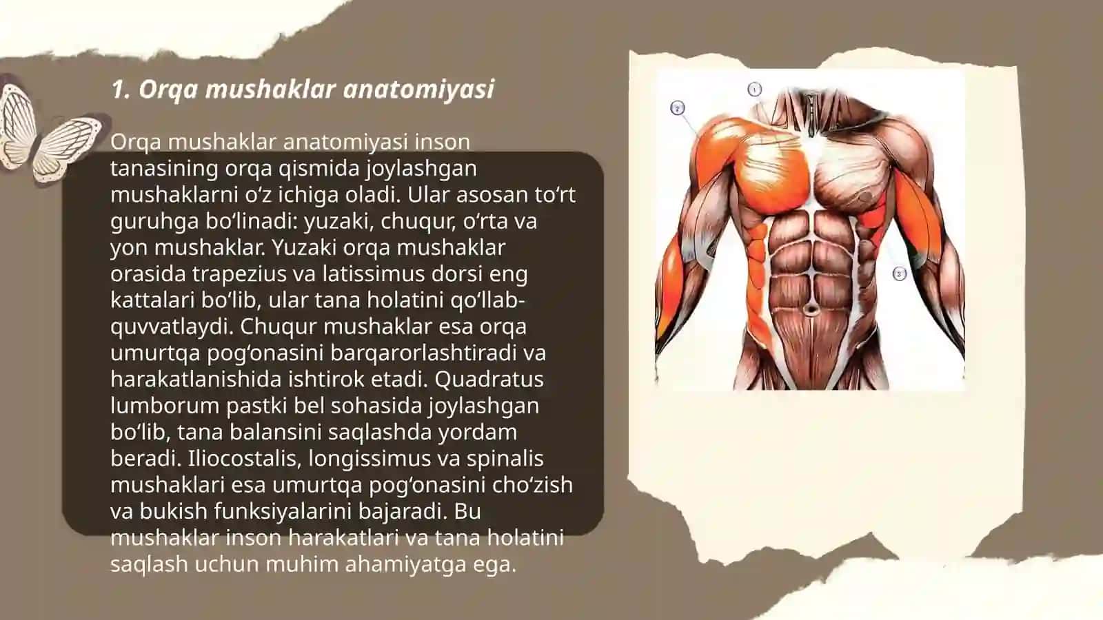 Orqa mushaklari 3