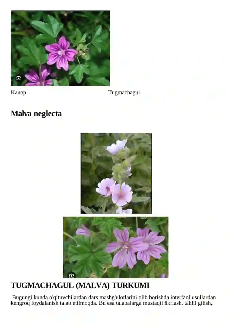 Gulxayridoshlar (Malvaceae) oilasi tanqidiy tahlili 3