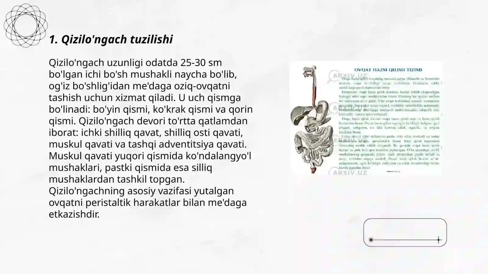 Qizilo'ngach.Qorin bo'shlig'i. Me'da 3
