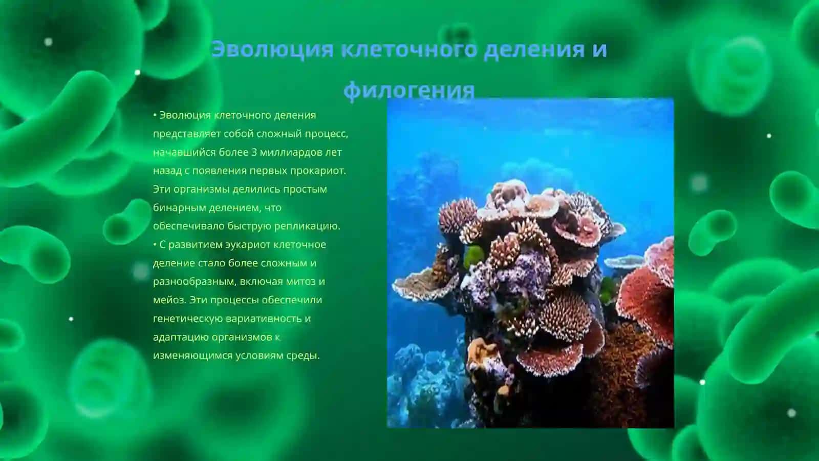 Филогения и аномалии системы деления 3