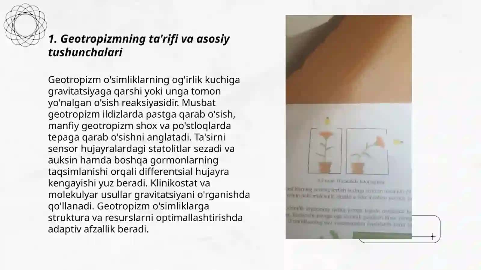 Geotropizm 3