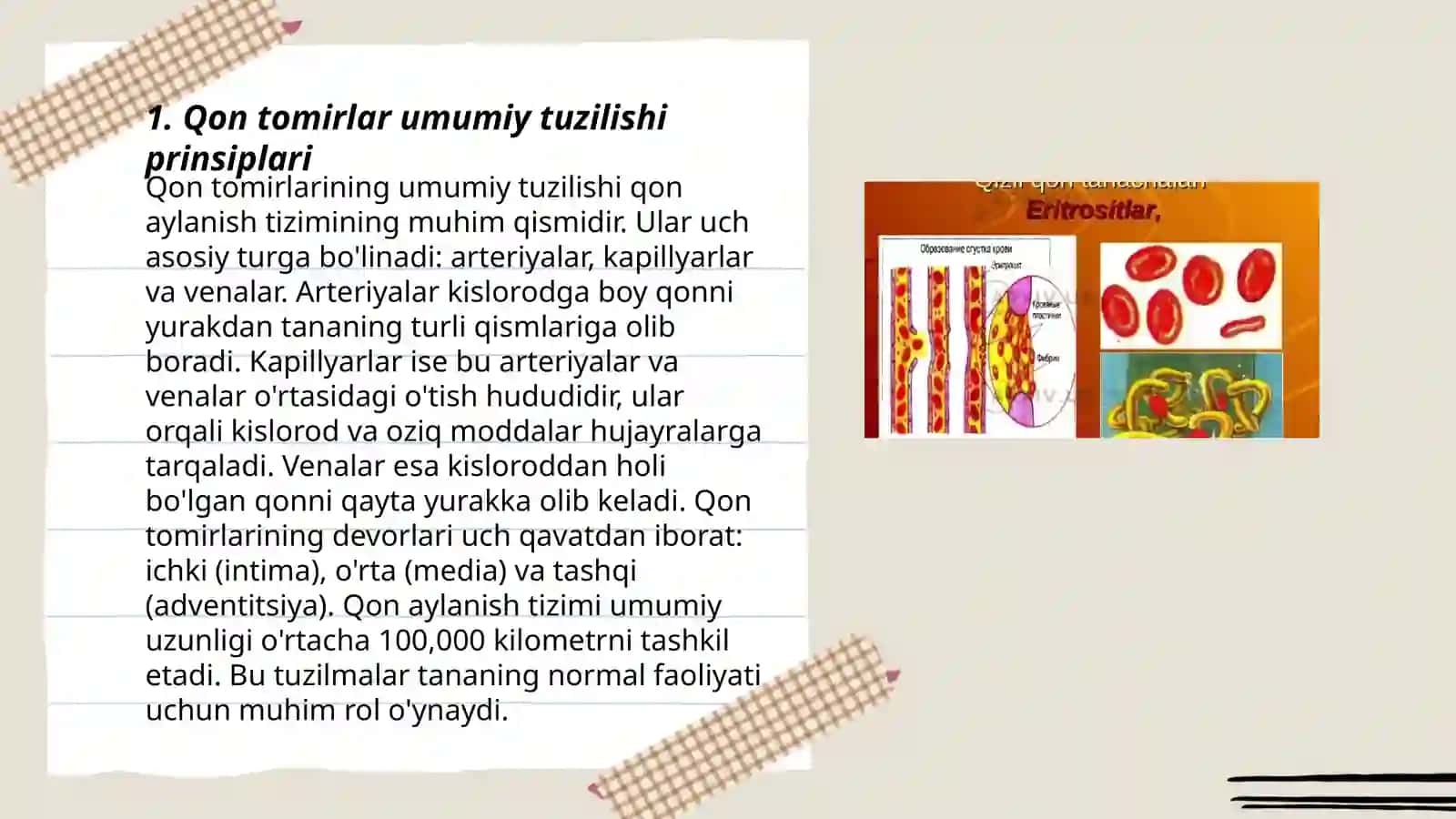 Qon tomirlar umumiy tuzilishi prinsiplari 3