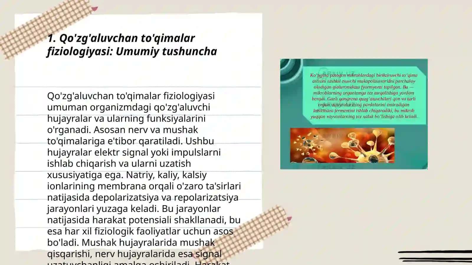Qo'zg'aluvchan tòqimalar fiziologiyasi 3