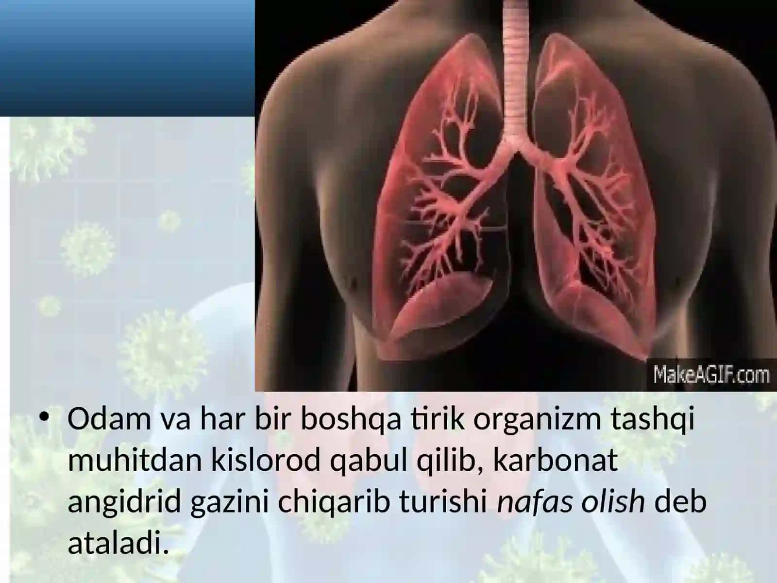 Nafasolish, nafasolish organlarining tuzilishi 3