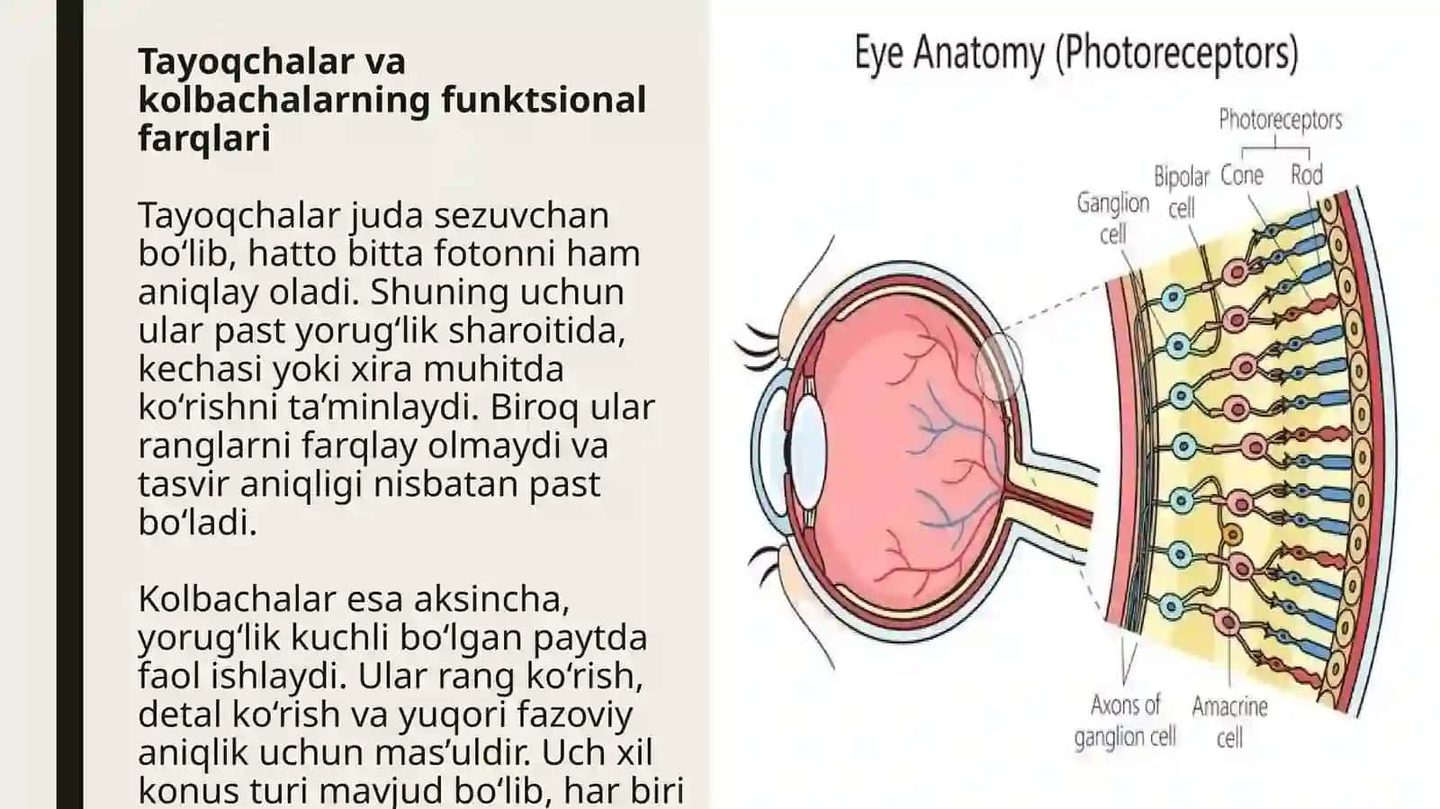 FOTORETSEPTOR HUJAYRALARINING ULTRASTRUKTURASI VA GISTOFIZIOLOGIYASI 3
