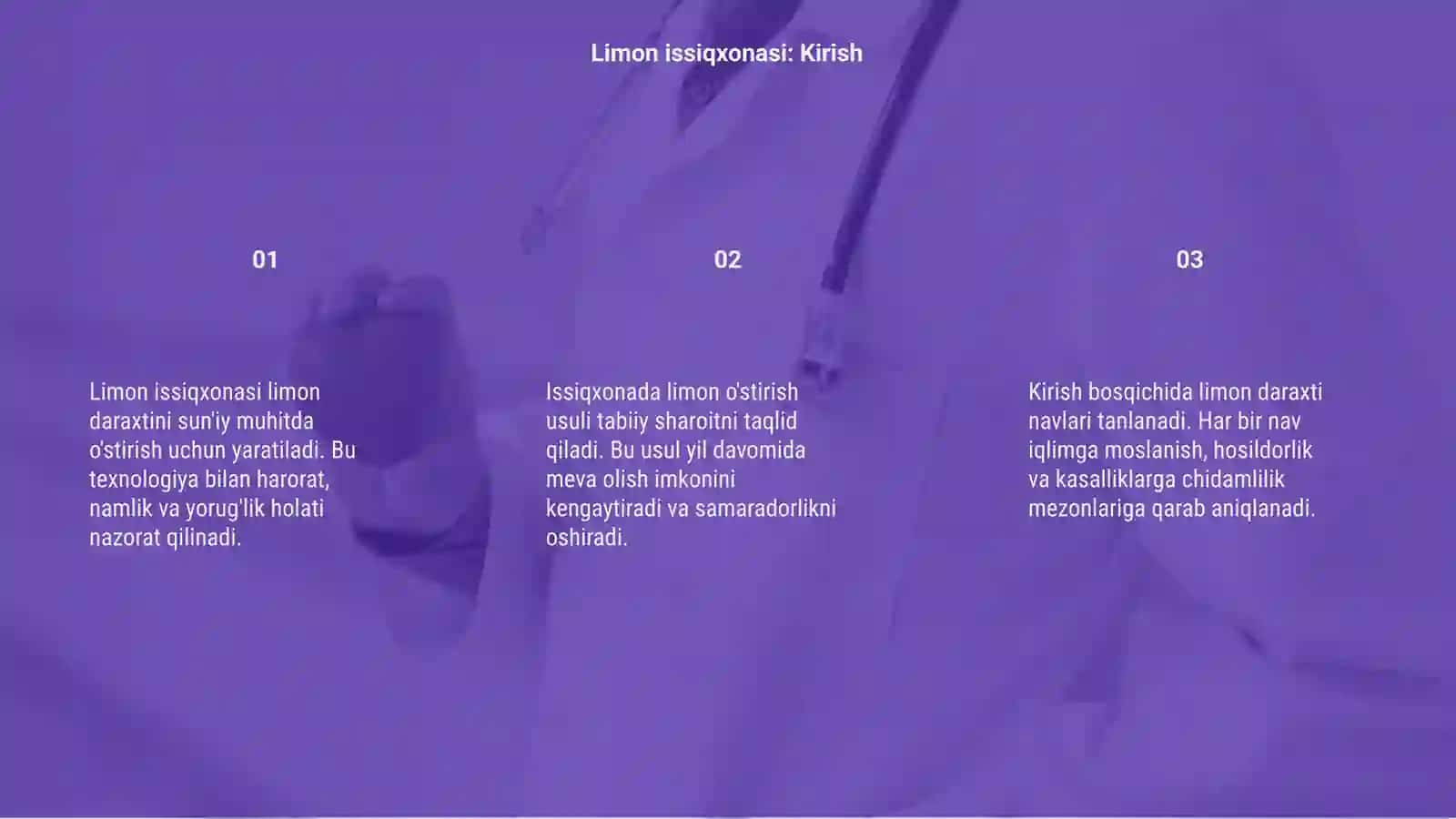 Limonni issiqxonada yetishtirish texnologiyasi 3