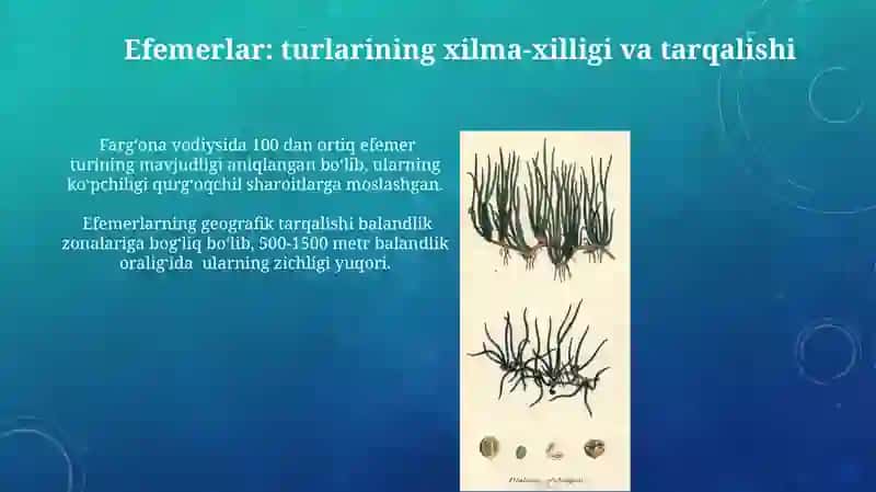 Farg'ona vodiysida tarqalgan efemer va efemeroidlar 3