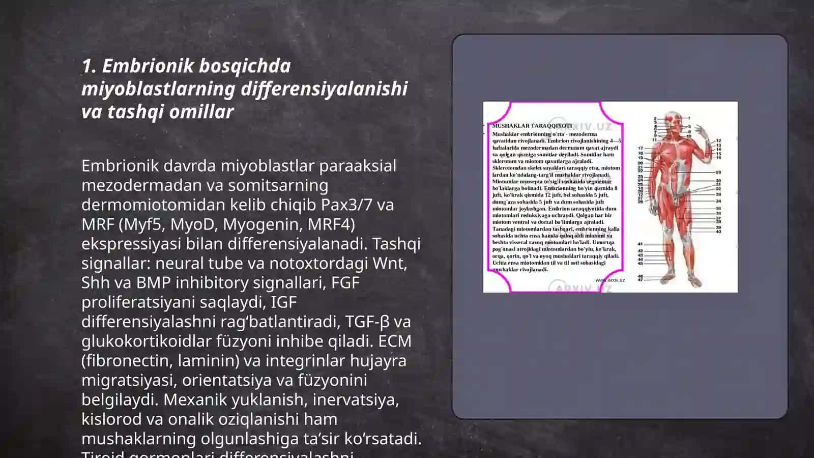 Mushak tizimining ontogenezdagi shakllanishi tashqi omillar tasiri 3