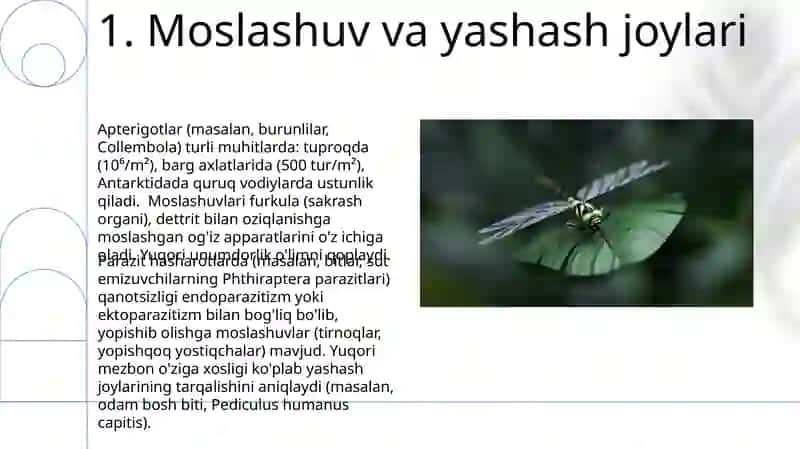 Muylovsizlar - Rrotura qanotsiz hasharotlar 3
