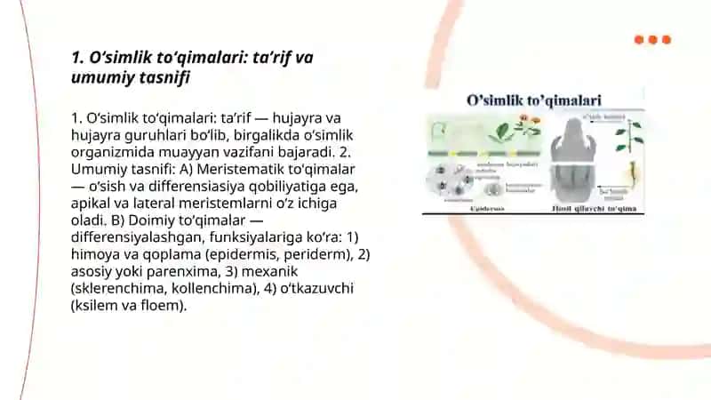 Oʻsimlik toʻqimalari va ularning klassifikatsiyalari 3