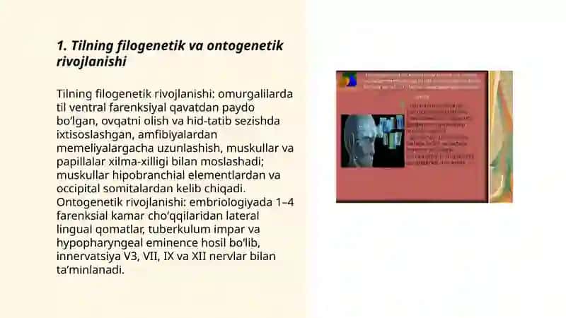 Tilning rivojlanishi va evolutsion bosqichlari 3