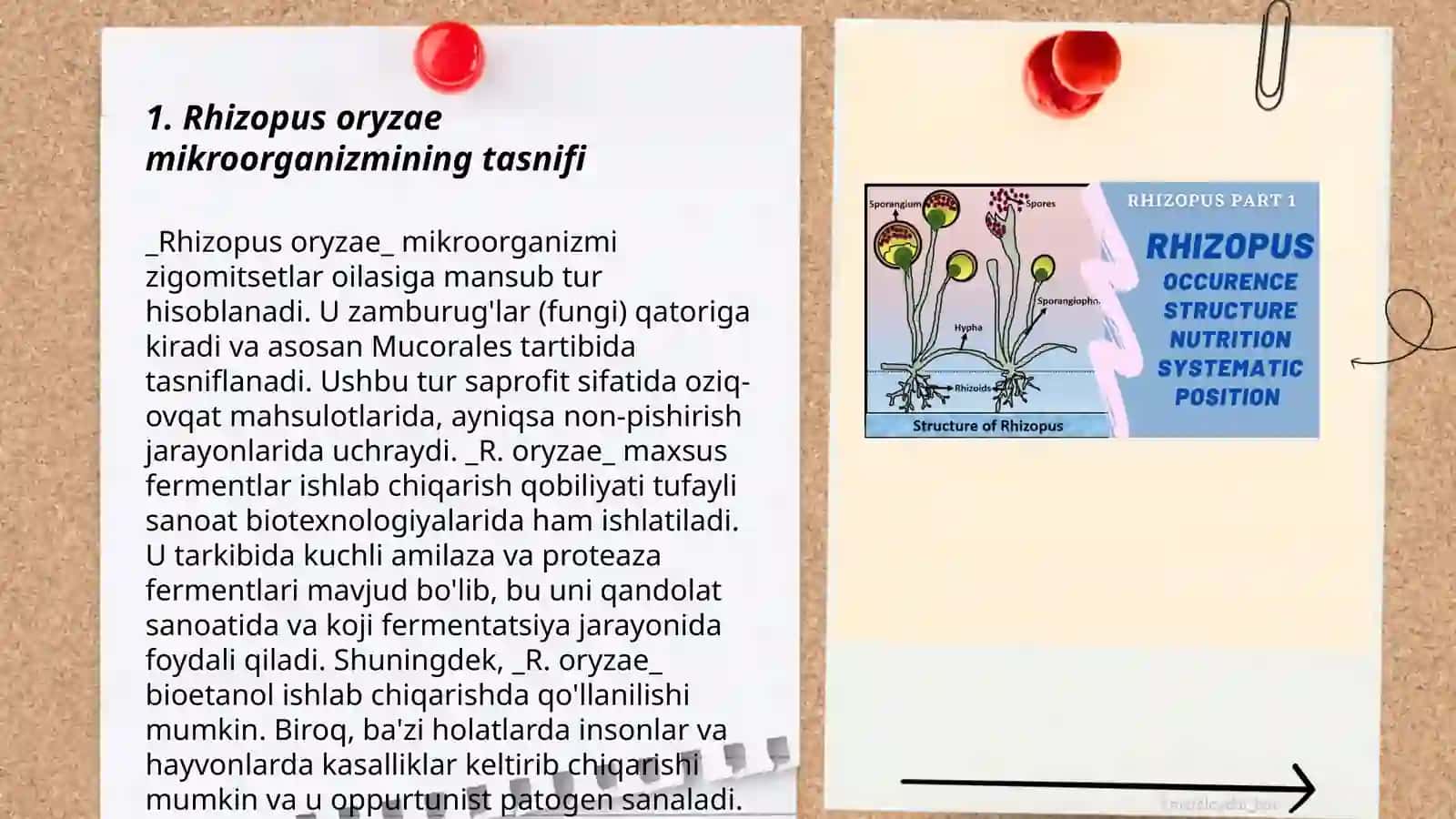Rhizopus oryzae mikroorganizmi haqida maʼlumotlar 3