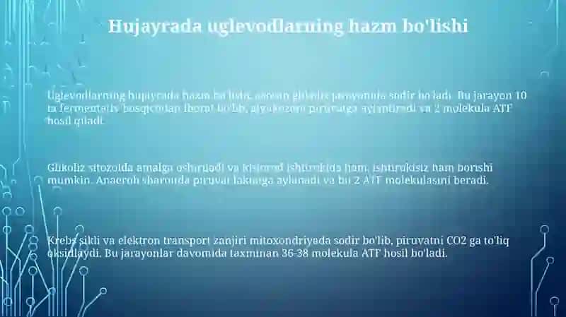 Uglevodlarning hujayrada hazm bo'lishi 3