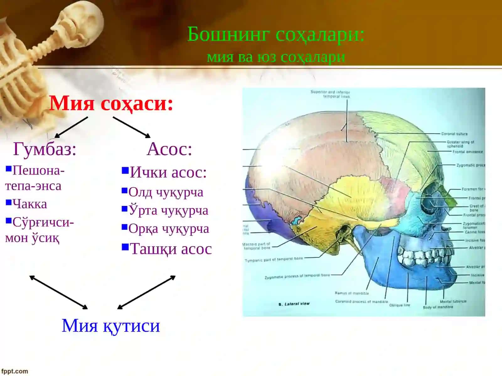 Yuzning yon sohalar klinika anatomiyasi 3