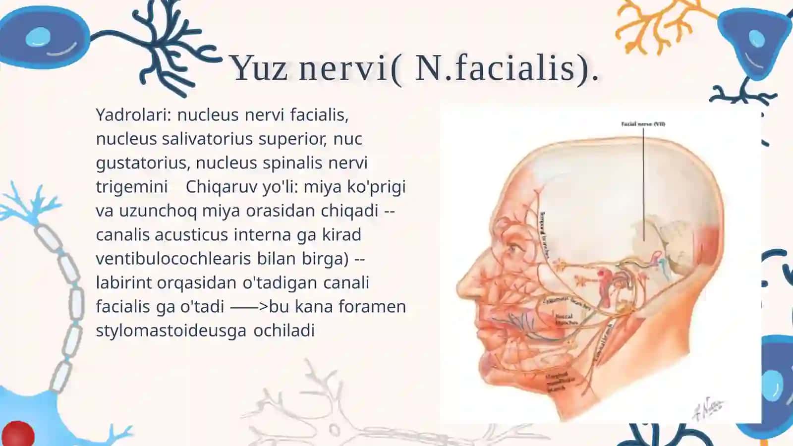VII-IX BOSH MIYA NERVLARI.ADASHGAN NERV 3