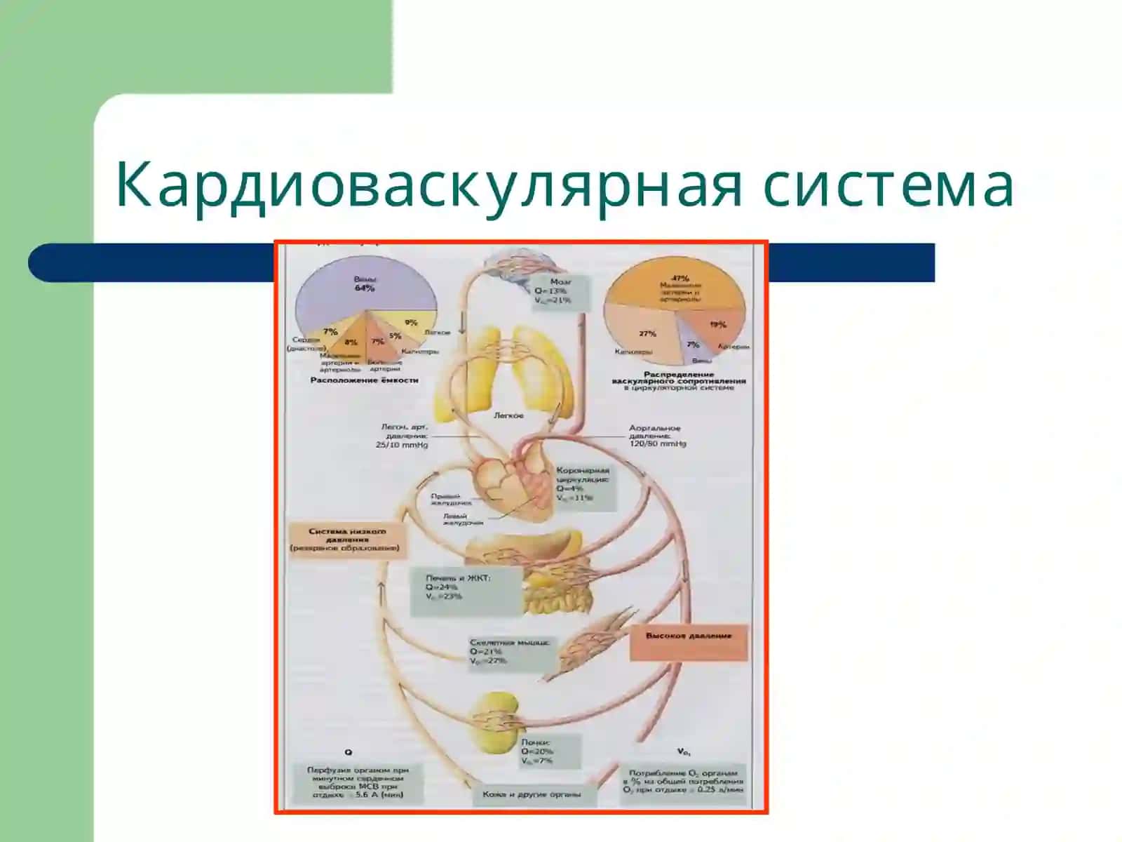 Патофизиология недостаточности сосудов 3