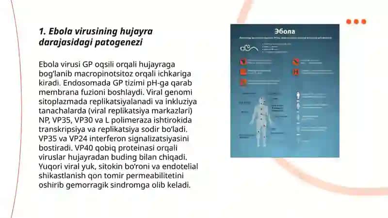 Ebola, Lassa, Zika viruslari kasallik patogenezi laborator diagnostikasi 3