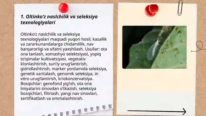 Oltinkoʻzni koʻpaytirish texnologiyalari 3