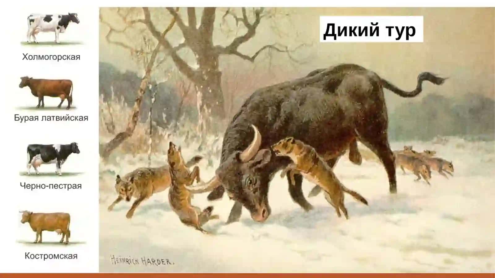 Дикая утка кряква 3