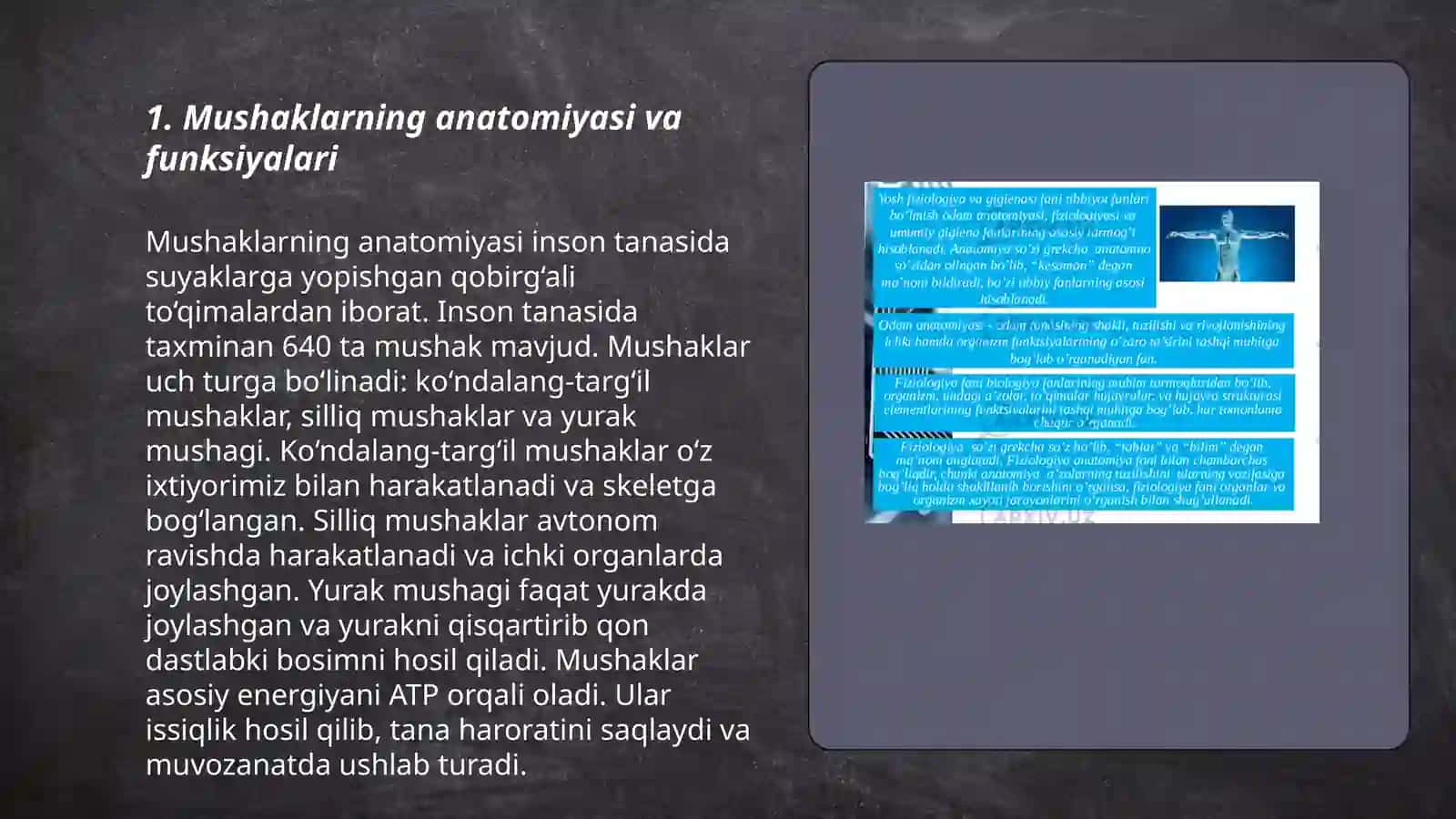 Mushaklarning anatomiyasi va funksiyalari 3